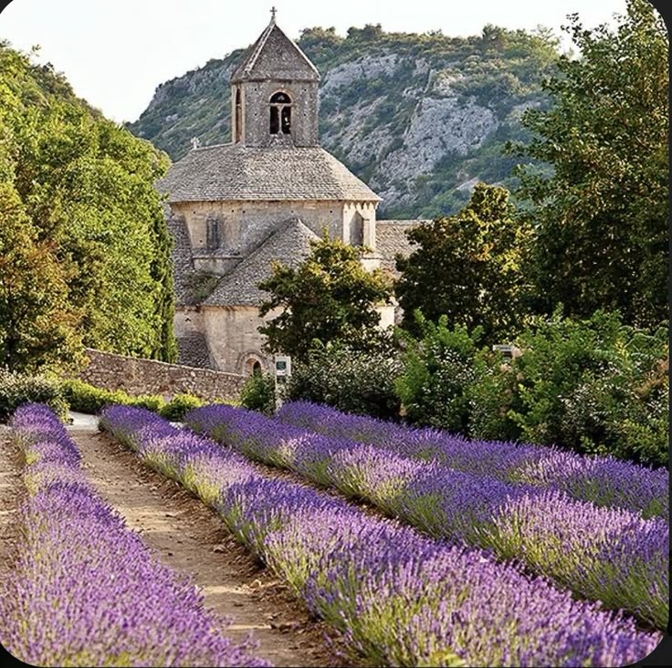 Lavanda in Provenza